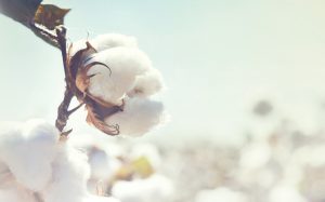 RR Cotton Salfino