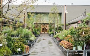 Danzinger P DevonYard