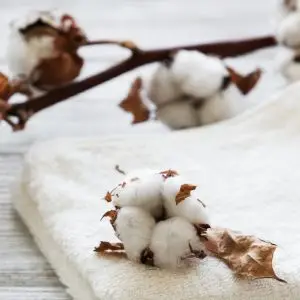 RR Cotton Organic