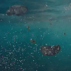 Cotton Microplastic