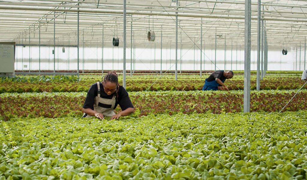 Grocery Rooftop Greenhouse Gardens as Tariff Insurance