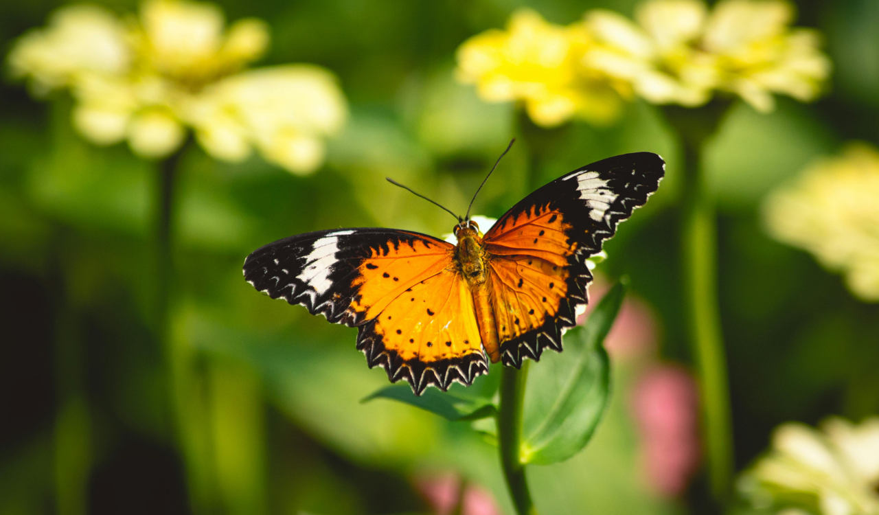 Home 1 AGOA and the Butterfly Effect