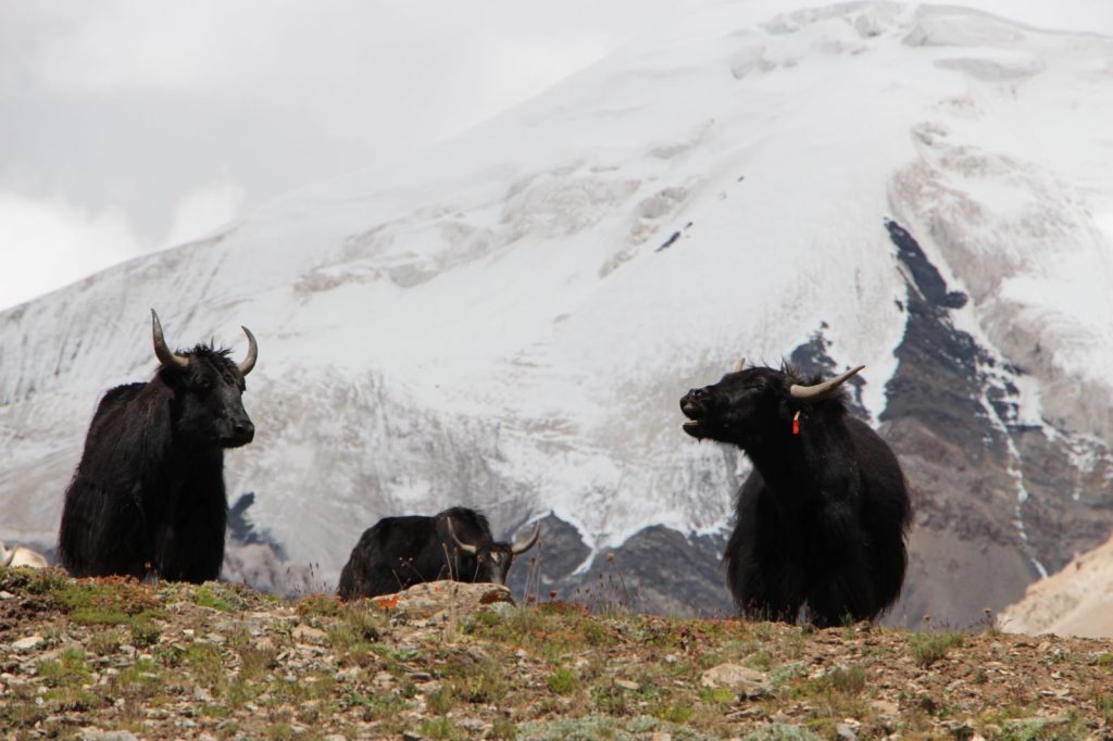 Shokay and the Yak: Farm-to-Fashion 1 df48f67fai9c2bf9133026399c42efb3