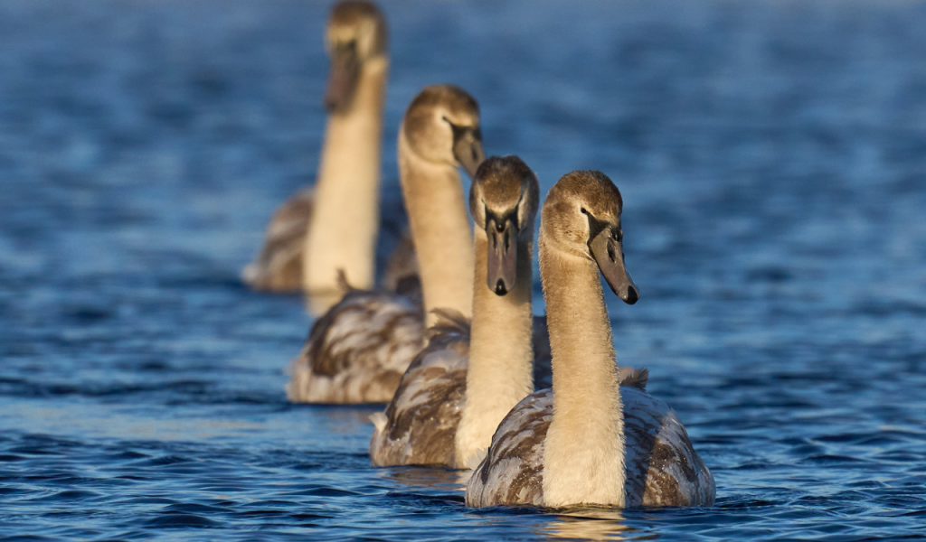 Signal or Noise? The Grey Swan Problem No One Wants to Solve 1 Signal or Noise The Grey Swan Problem No One Wants to Solve