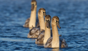 All Insights 2 Signal or Noise The Grey Swan Problem No One Wants to Solve